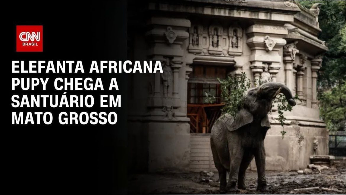 elefanta-africana-pupy-chega-a-santuario-em-mato-grosso