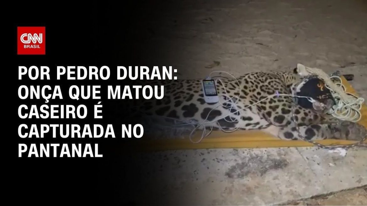 onca-que-devorou-caseiro-esta-debilitada:-veja-como-sera-reabilitacao