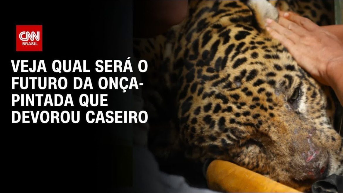 onca-que-atacou-caseiro:-saiba-onde-felino-esta-sendo-monitorado