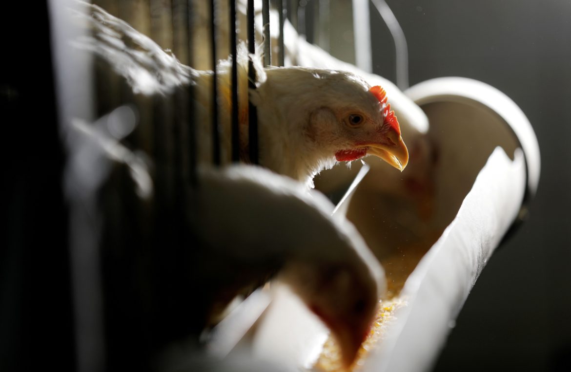 gripe-aviaria:-mais-tres-paises-bloqueiam-frango-de-todo-brasil;-veja-lista