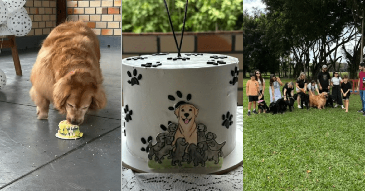 filhotes-de-golden-retriever-com-shih-tzu-fazem-um-ano;-veja-como-ficaram