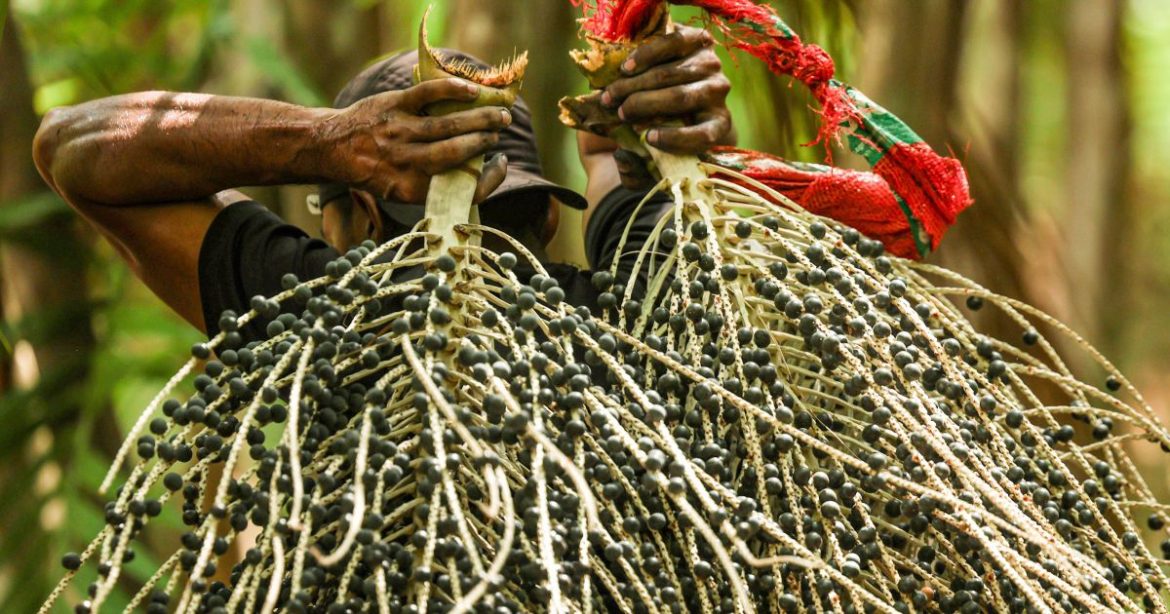 de-acai-a-cupuacu:-governo-destina-r$-107-milhoes-para-cadeias-produtivas