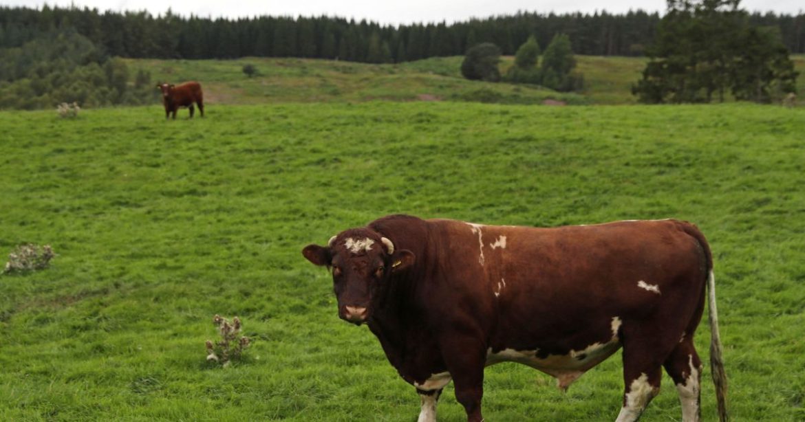 abrafrigo:-receita-com-exportacao-de-carne-bovina-deve-ser-recorde-em-2025