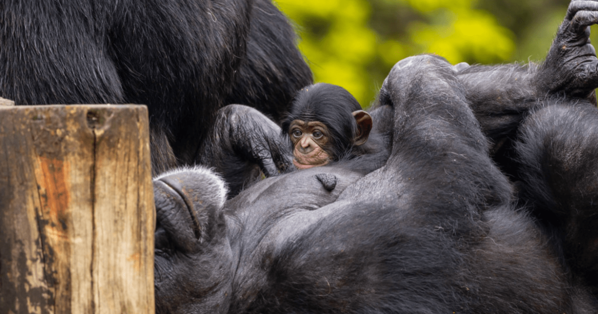 publico-pode-escolher-o-nome-do-novo-chimpanze-do-zoo-de-sp;-saiba-como