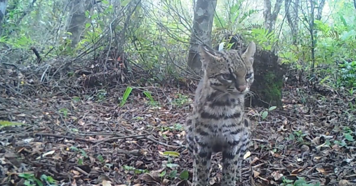 video:-menor-felino-selvagem-do-brasil-e-registrado-por-camera-no-rs