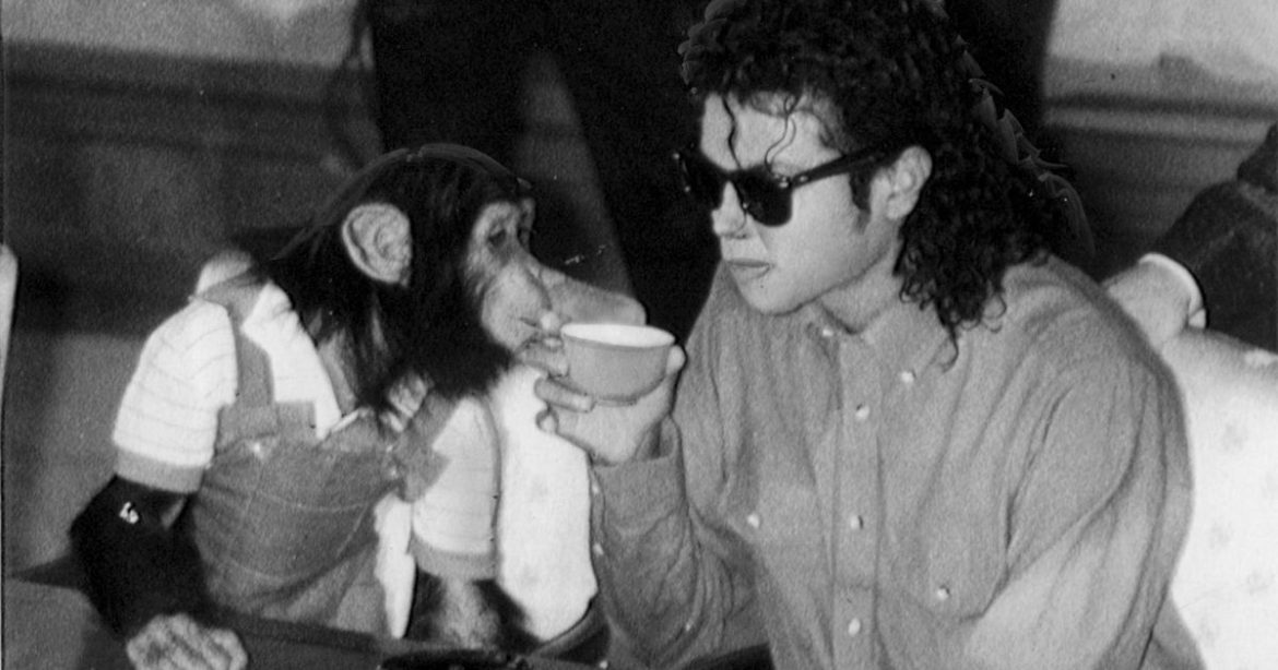 chimpanze-de-michael-jackson-vive-velhice-confortavel-em-santuario-no-texas