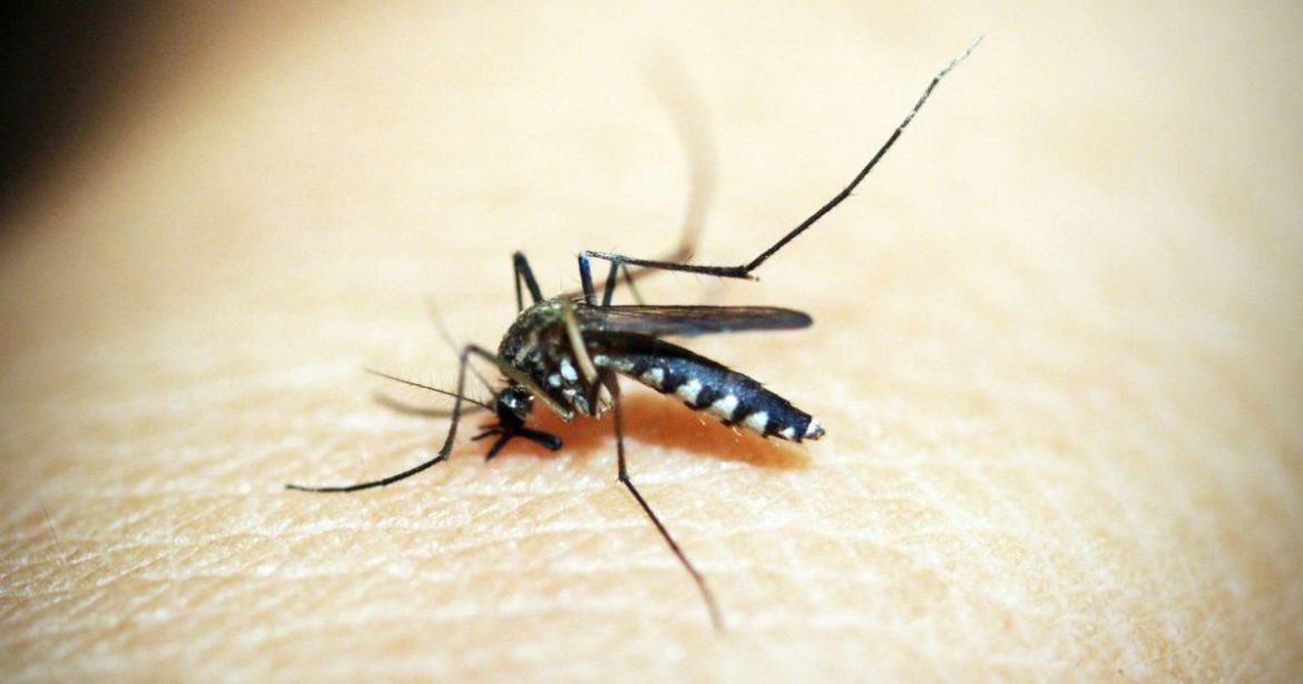 malaria:-quais-sao-os-sintomas-e-como-tratar?